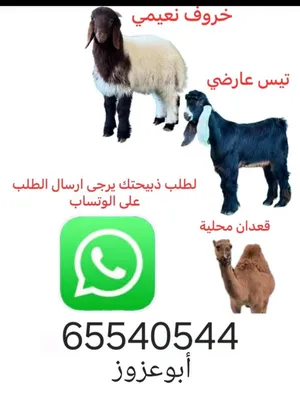 ‏لحوم‏0