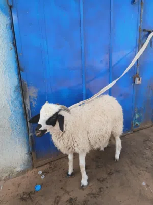 خروف لاضحى