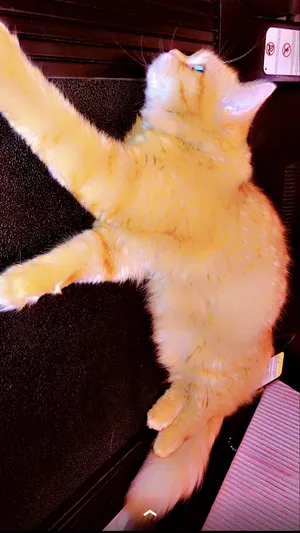 قطة شيرازية ذهبية gold اسمها( كوكي)