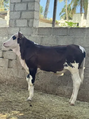 للبيع عجله عجل عجاب بقره كبش قعود تيس اقرأ الوصف تحت