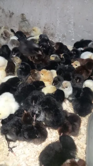 Chickens2