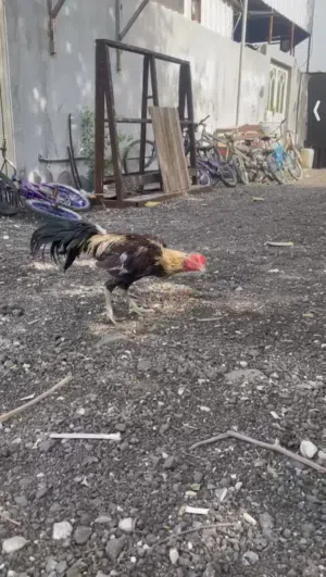 للبيع طير بورمي واقف العمر 11شهر السعر 20