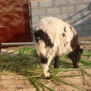 كبش و عدد 2 جدايه  العمر من 6 - 7 شهور