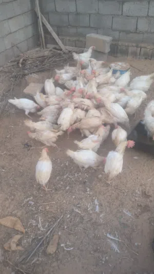 دجاج تونسي للبيع في حاله ممتازه