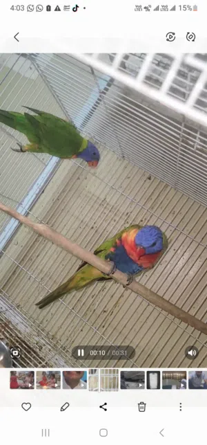 Rainbow Lori breeding pair