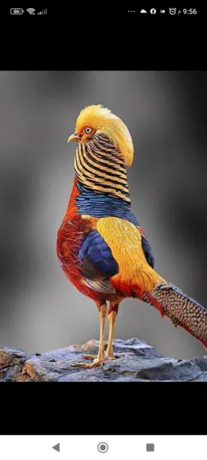 مطلوب ذكر حجل