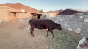 للبيع بقرة استراليه