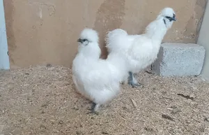 Chickens3