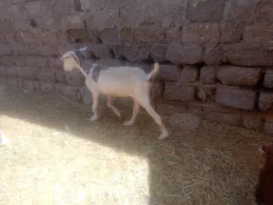 للبيع. فحل مع ثلاث شوهات وصخلتين بكر