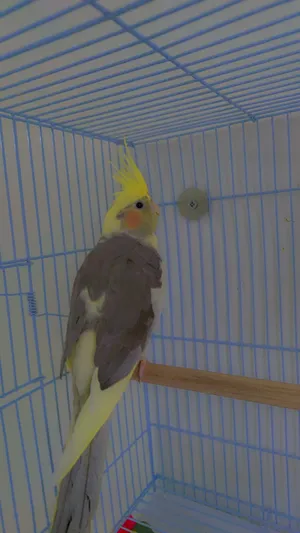 Birds3
