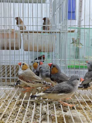 ثلاث ازواج فناجس سوبر جامبو بزارات سعر زوج 15 شلع قفل