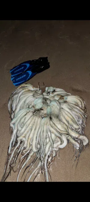 اخطبوط طازج للبيع Fresh Octopus Available