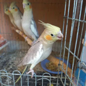 كوكتيل فون شبابات