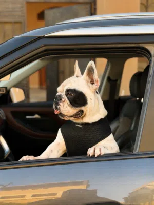 French Bulldog فرنش بلدق