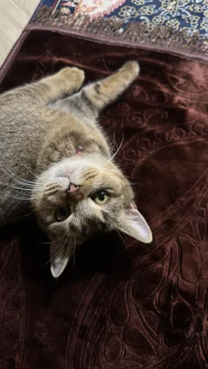 قطتين ( British shorthair ) طعمات مع ملحقات كثيره وعديده وبكامل صحتهن مع شرط الاعتناء بهن