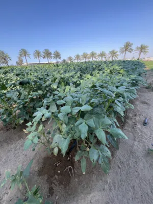 متوفر لوبيا بلاين