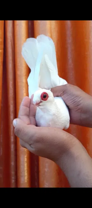 جوز مخليف صلاة النبي