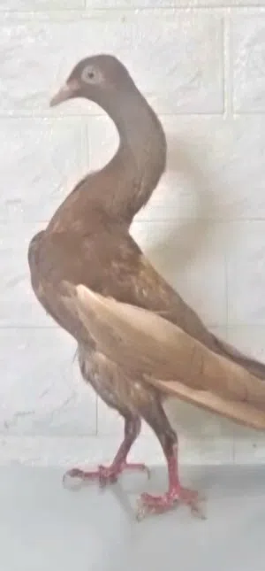 حمام شاكر شغال منتج كفاله