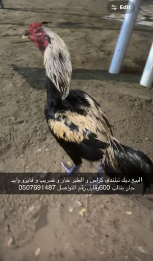البيع ديك تيلندي كراس بكستاني الطير حار و ضريب و يضرب شوك و ما يشتكي من اي شي العمر سنه