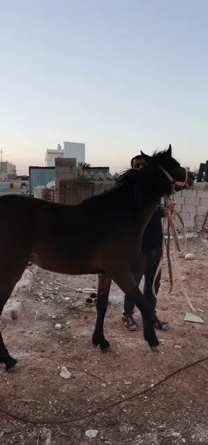 ‏خيل‏0