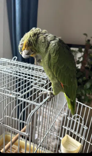 للبيع بغبغا امزون