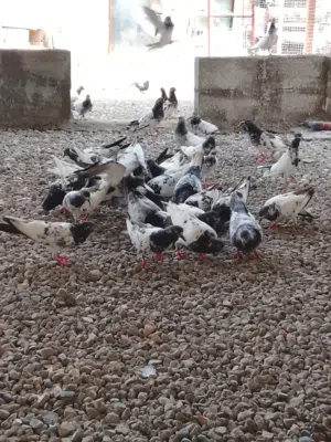 حمام للبيع
