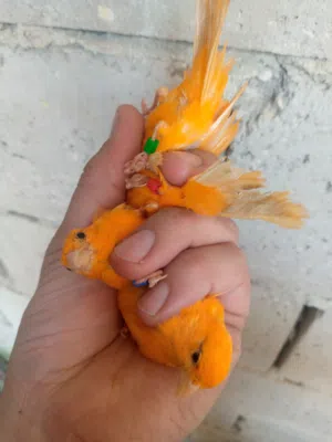 فحول كنار للبيع جزري غامق وفحل أبيض