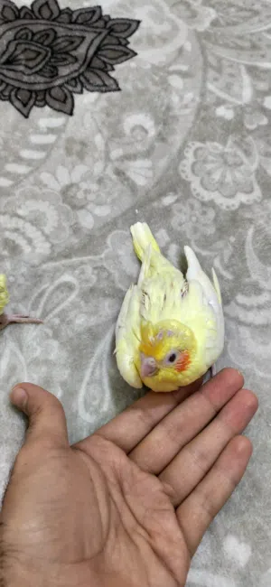 افراخ كوكتيل عدد 4