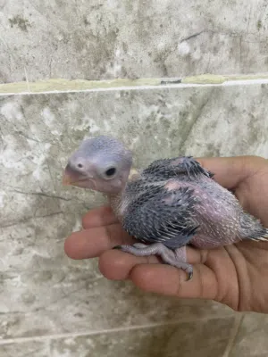 فرخ بغبغاء الدرة بصحة ممتازة