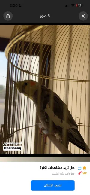 طير جميل اليف كوكتيل يحب اللعب السعر 350