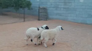 2فطايم وطنيات خوات توميات مشالله ناشطات وسليمات عمرهم ف 5شهور ..