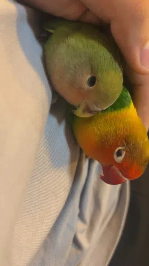 Very beautiful parrot for sale