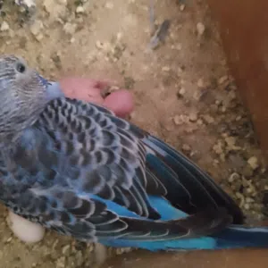 2 كوبيات بقلينو اقرا الوصف