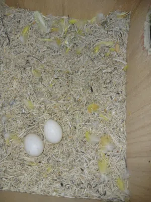 مطلوب ذكر ميني مصوقر