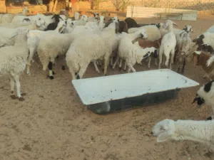 اغنام للبيع