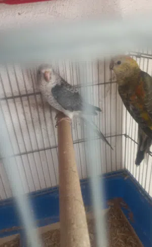 جوز ببغاء ريد رام براكيت للبيع