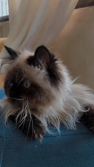 Himalayan3