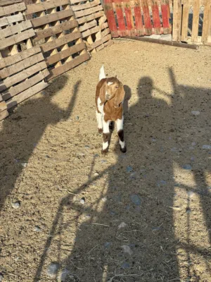 تيس وسخله بورقوت صنف.