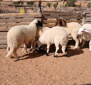 حوالا وحوليات نبت