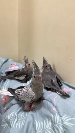 كوكتيل وايت فيس وتايقر