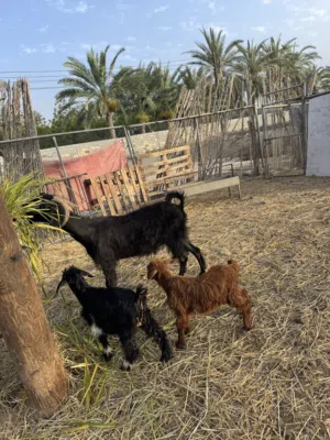 اغنام للبيع