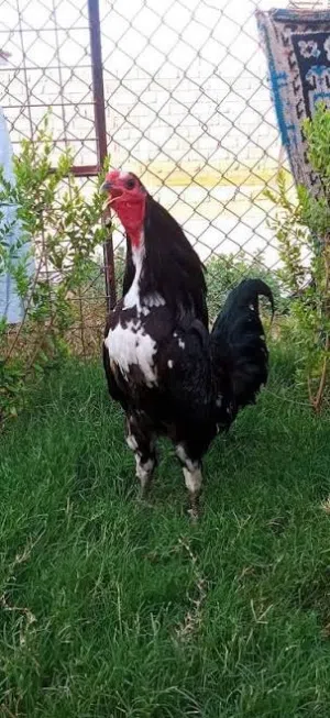 دجاج بوطاني اصلي