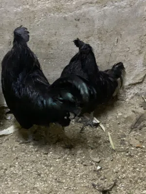 متاح ديوك لمبرجيني للبيع أو البدل على فرخات