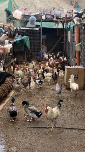 دجاج بياض للبيع