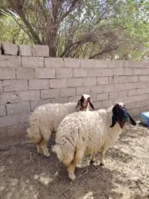 نشتري جميع الغنام والصخول