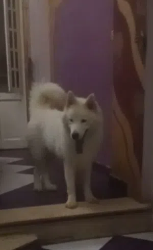 سامويد بيور للبيع للدواعي السفر