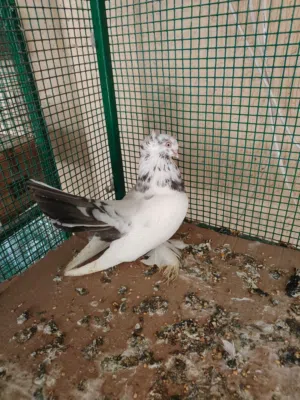 حمام الزينة