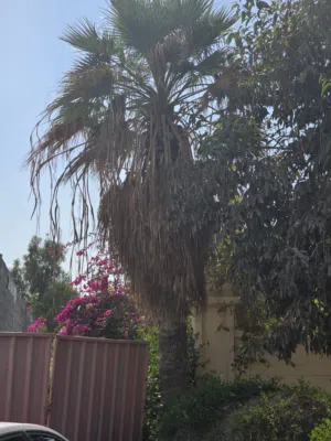 شجرة واشنطن للبيع الطول 6 الى 5 متر تقريبا