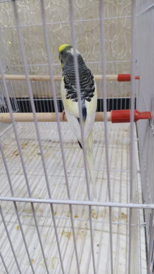 متاح فحل شكري بصرصي سبعة وقطع جاهز فول