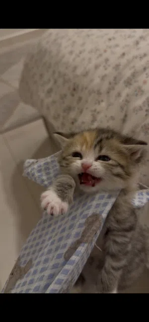 برتش انغورا